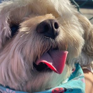 Meet your Posher, Lyks